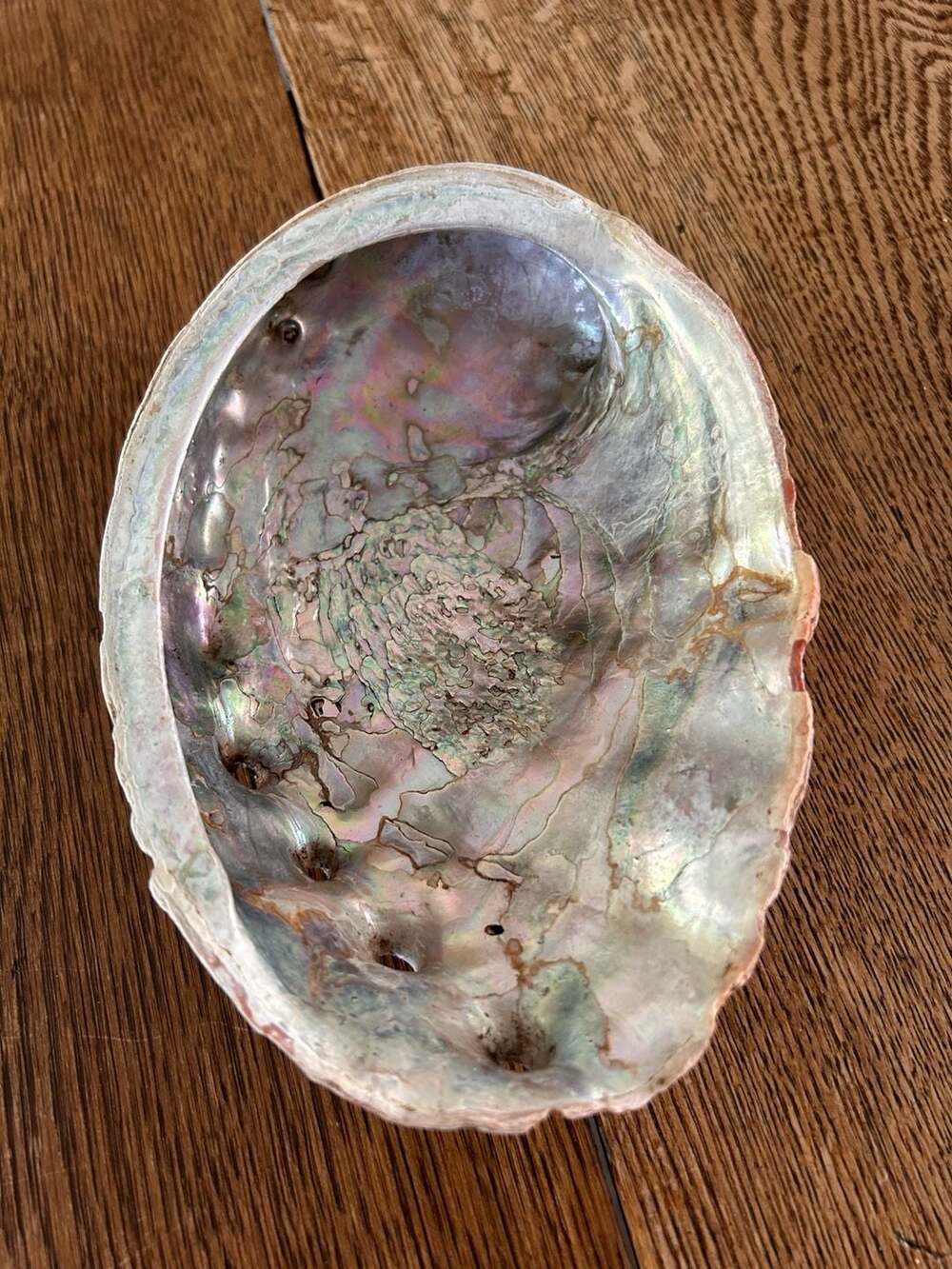 Natural Iridescent Abalone Shell Seashell Dish